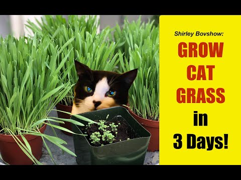 Video: Cat Whiskers Plant Care - Lär dig om Cat Whiskers Plant Propagation