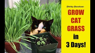 CAT GRASS /Pet Grass GROW GRASS FOR CATS TO EAT FROM SEED WHEN to HARVEST Cat Grass Shirley Bovshow