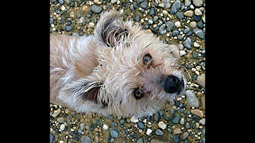 O que é bom para acabar com caspa de cachorro?