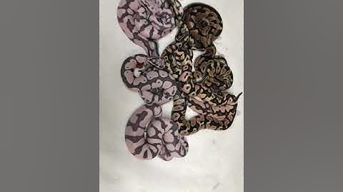 SCALELESS BALL PYTHONS IN THE U.K. !!