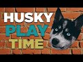 Husky Puppy Halo #2 - Play Time with Peter the Raven #Shorts