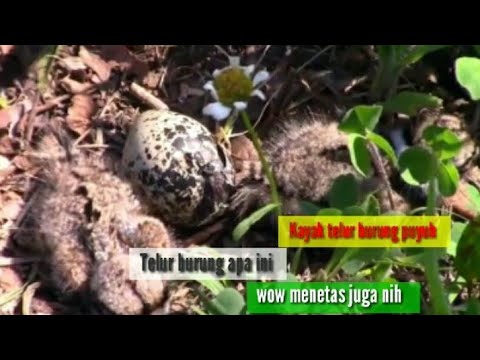 Video: Bisakah Anda menetaskan telur Killdeer?