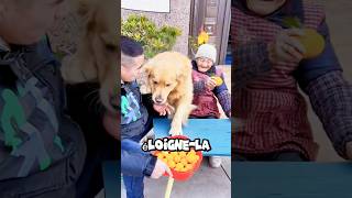 Grandma! Don't eat her little orange! #funny #dog #cat