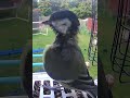 Such a funny cleaning action #birds #birdcam #birdfeeder