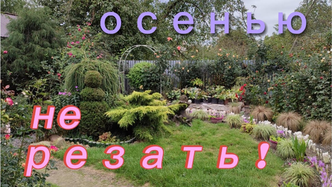 Какие многолетники не обрезаются осенью ? А какие - никогда  не обрезаются ?