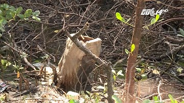 (VTC14)_Khánh Hòa: Nhiều cánh rừng ngập mặn đang chết dần