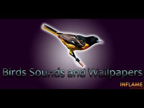 birds-sounds-and-wallpapers-for-android™
