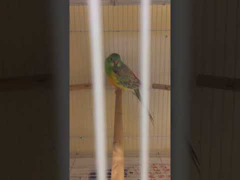 صوت عصافير الريدرام