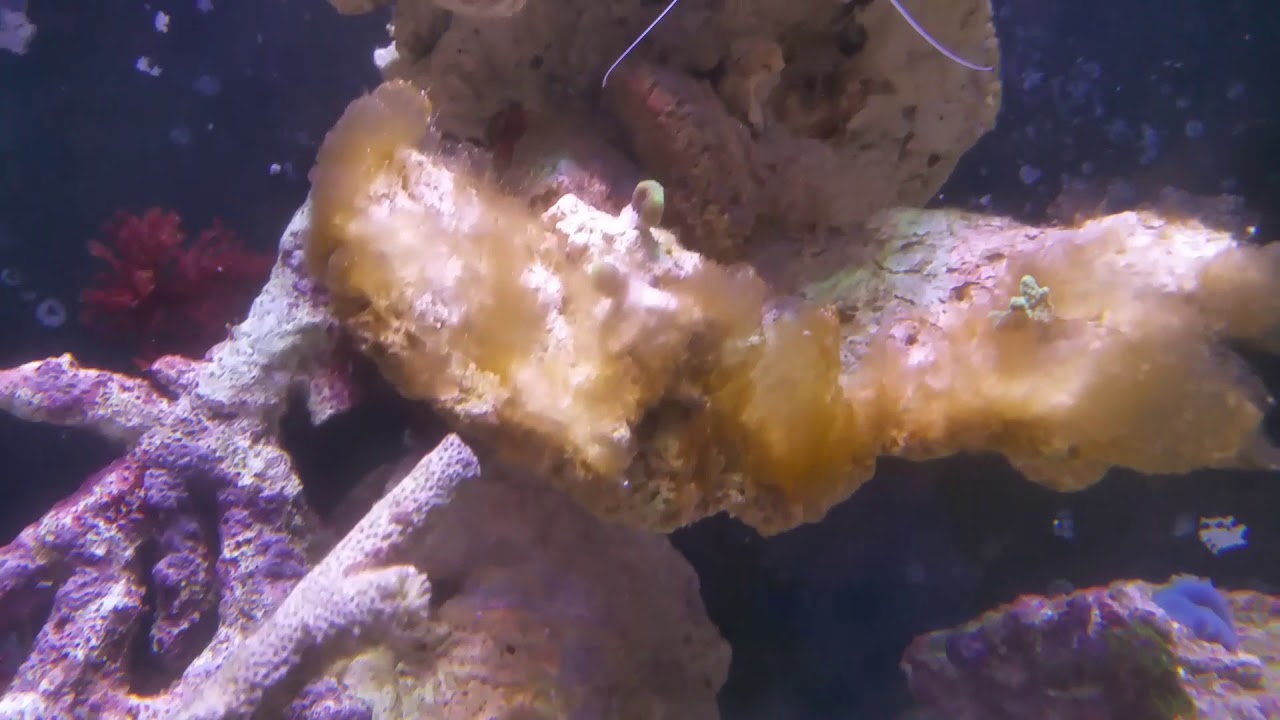 reef tank cycle Diatoms Happen - Don't sweat it, even if it's fuzzy