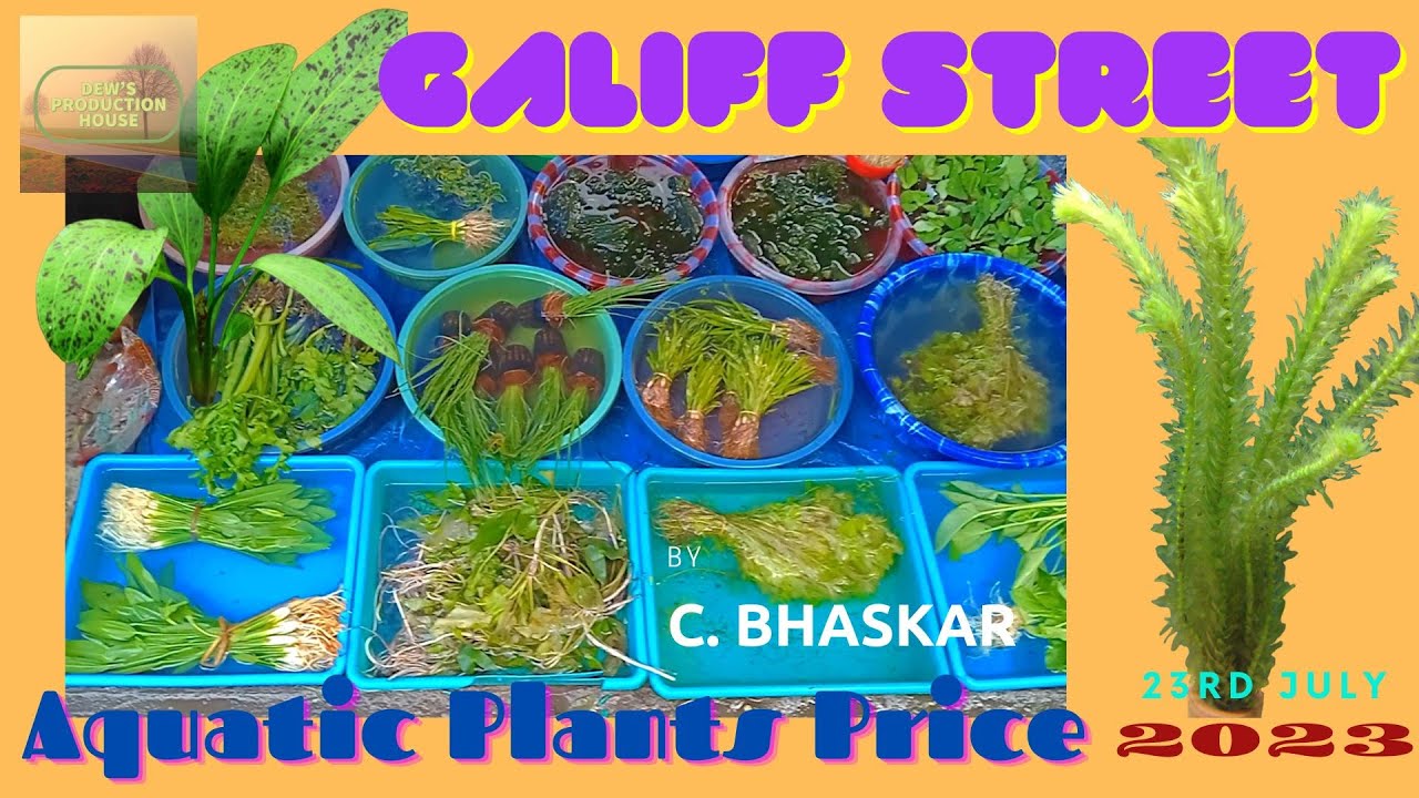 AQUATIC PLANTS AQUARIUM PLANTS NAME AND PRICE GALIFF STREET