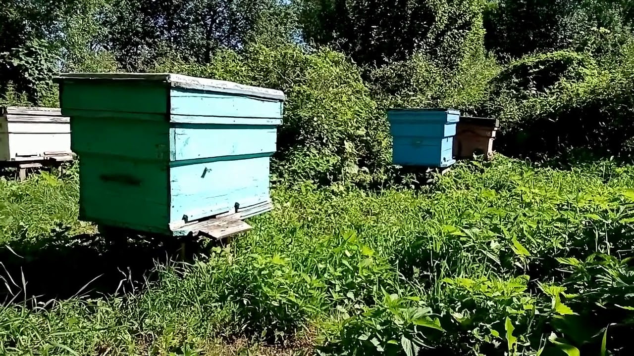 Купить пчел мордовия. Пчеловодство Мордовии. Потрава пчел. Гранты в Мордовии на Пчеловодство. Виды пчел в Мордовии.