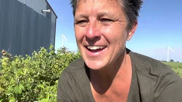 Raspberries vs weeds