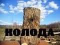 Изготовление колоды/борти своими руками. Пчеловодство. Колодный мёд. #1 // to catch wild bees