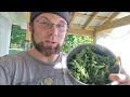 Ashtoons vlog 553 i eat dandelions greens  mulberry cobbler  foraging  edible plant scavenge