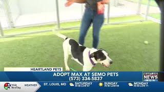 Heartland Pets feat. Max on 5/17