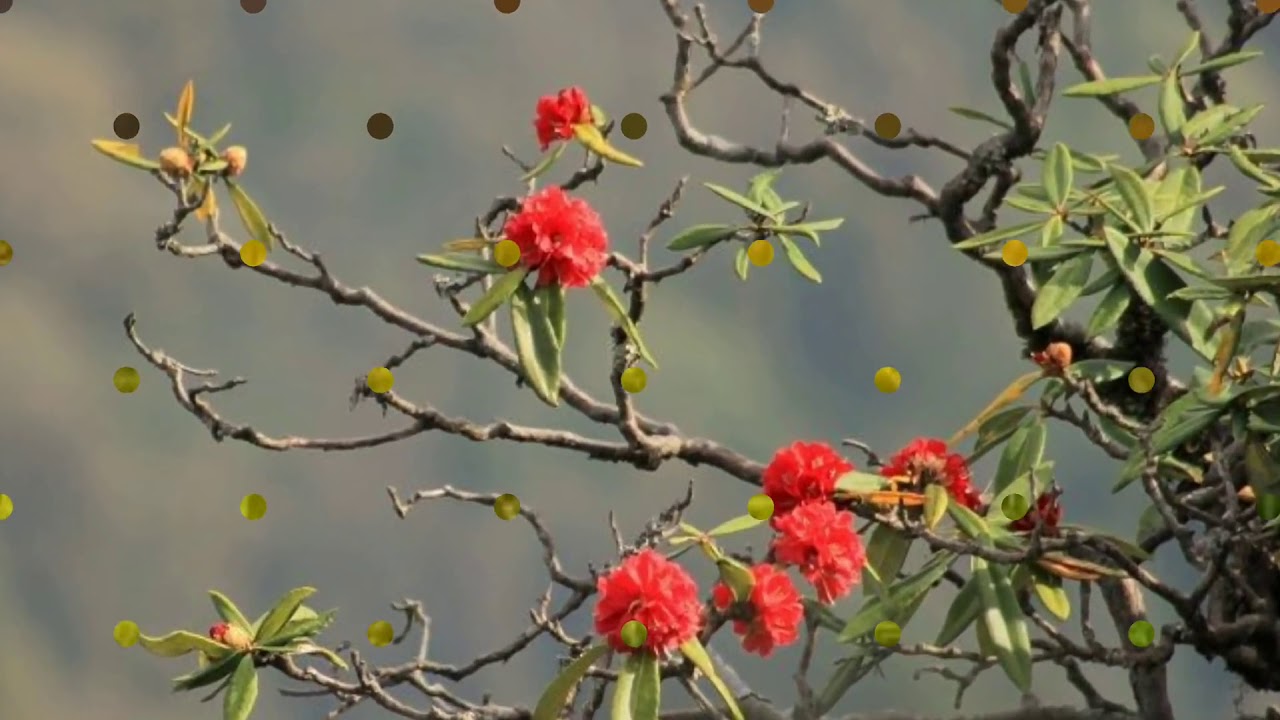 Narender singh negi ji. | old song