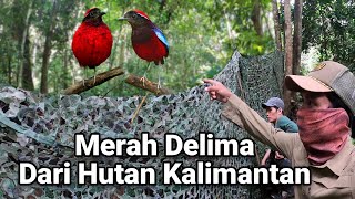 Pengamatan kembali burung paok delima - Garnet pitta