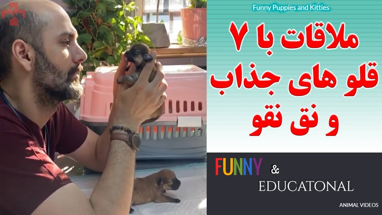 ملاقات با هفت قلوها