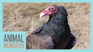Meet and Greet: Gwendolyn the Turkey Vulture!