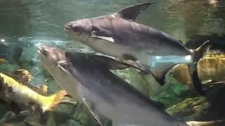 Sochi Discovery World Aquarium, Адлер аквариум