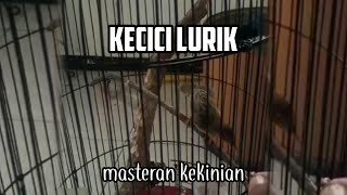 pancingan suara kecici lurik masteran terbaik