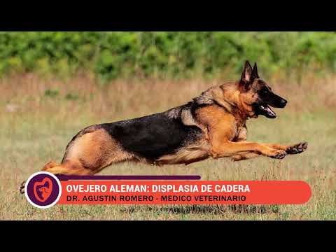 Video: Displasia de cadera en pastores alemanes