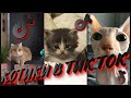 КОТИКИ В ТИК ТОК  ПРИКОЛЫ #022