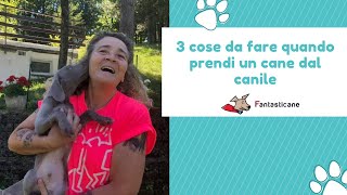 3 cose da fare quando prendi un cane dal canile