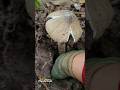 Root Maze: The Struggle for a Hidden Giant #forest #mushroom #wildforaging