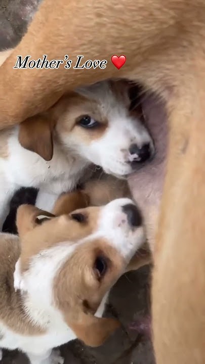 nothing-is-bigger-than-mother-s-love-bekind-doglover