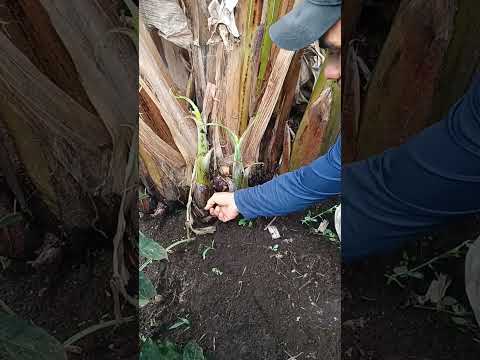 Vídeo: Recollida de llavors de palmera de cua de guineu: com propagar una palmera de cua de guineu
