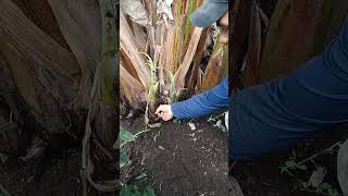 les boy a enseñar cómo sacar dos racimos de plátano de un solo colino espero les guste