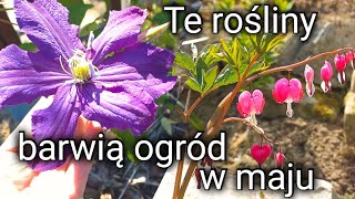 Warto je posadzić, żeby nasze rabaty były w maju piękne i kolorowe | Spacer🌺