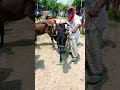 Qurbani guru #guru #cow #qurbani #goru #গরু #কুরবানী_গরু #cowvideos #cowcow #hamba #গুরু #amba