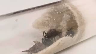 Myrmicaria brunnea – экзотические муравьи из Брунея 🐜🌴