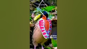 سوره الفاتحه صوت يريح القلب