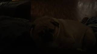 Pug wants to sleep but face smudging has only begun!