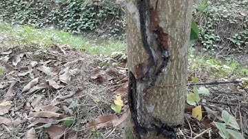 #34 - Thuốc chuyên trị sâu đục thân (sùng ăn da cây xoài)