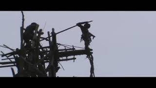 Vanuatu Land Diving Nagol Ceremony, Pentecost Island