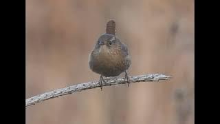 Winter Wren