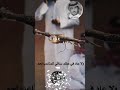 العود غالي ثمن العود غالي ثمن