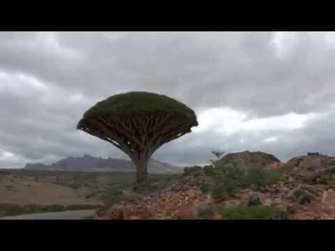 Video: Jemenský Ostrov Socotra Je Vzdálený A Mimozemský. Podívej Se Sám