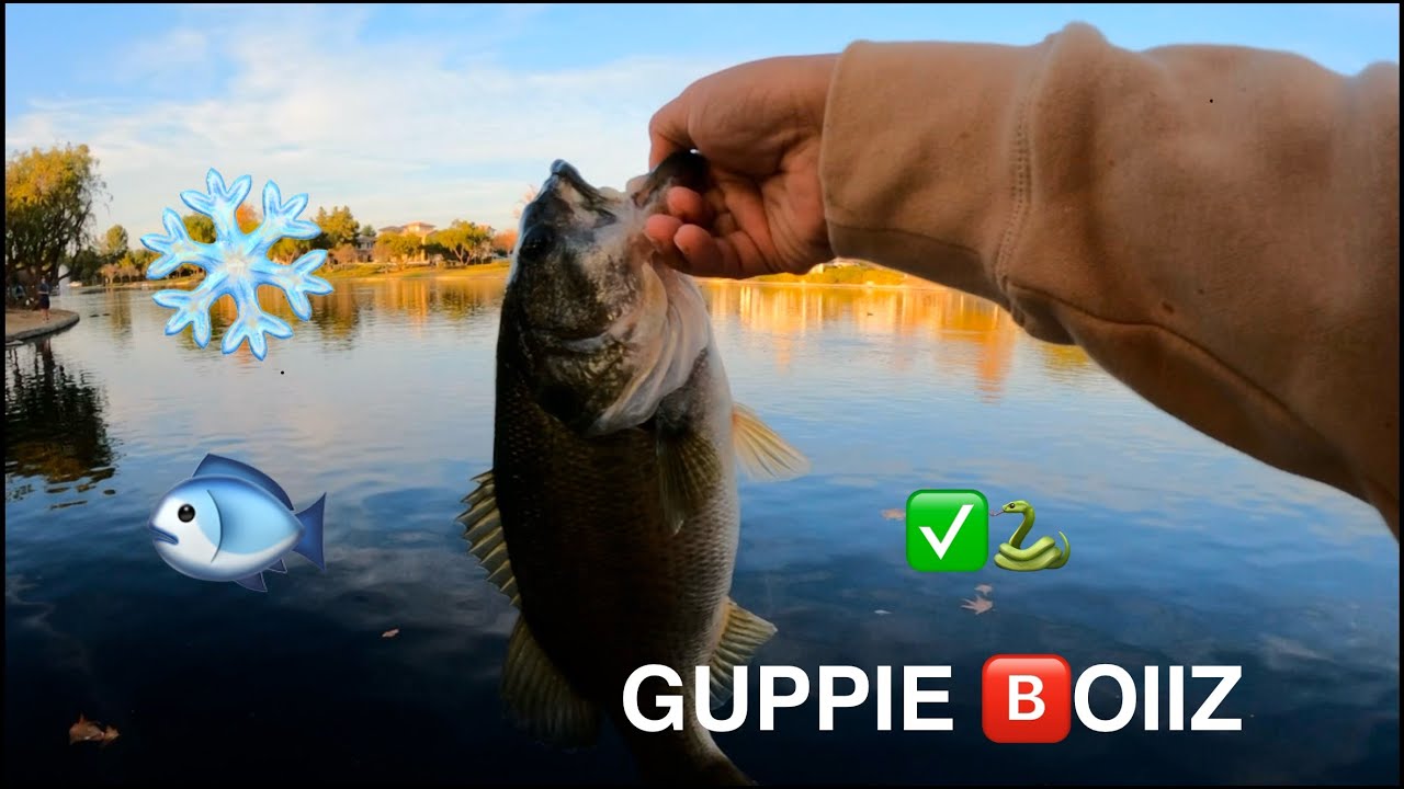 WINTER BASS ❄️ Guppie 🅱️oiiz fishing local ponds ✅