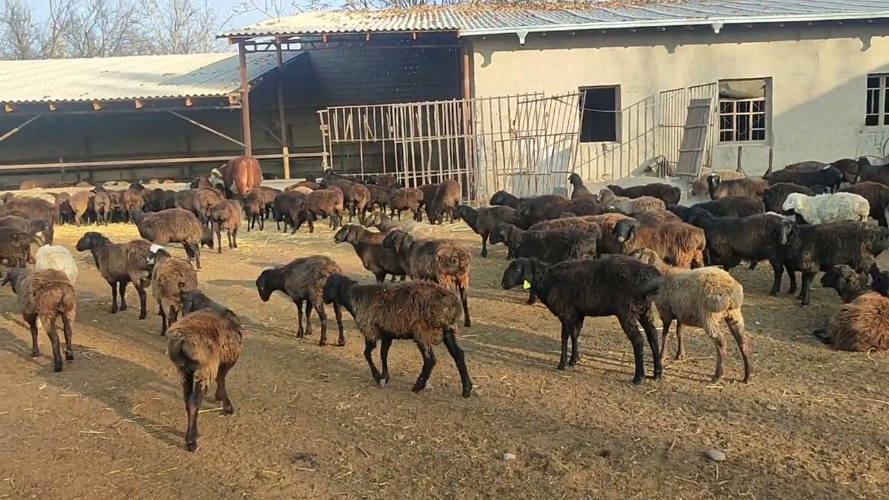 400 bosh edilbay, xisori va kashtan qo'ylarimiz keldi. 99-590-78-91