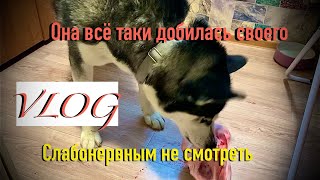 ОНА ДОБИЛАСЬ СВОЕГО VLOG