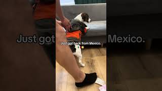 My Jack Russell terrier #mydogjack #puppy #cute #nightsofthejack #beagle #funny