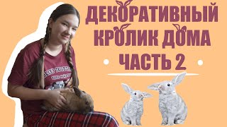 Какая КЛЕТКА НУЖНА ДЕКОРАТИВНОМУ КРОЛИКУ?