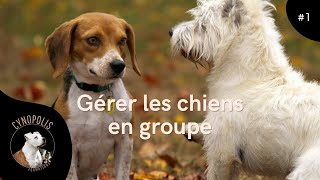 Gérer les chiens en groupe : formation en ligne sur cynopolis.fr