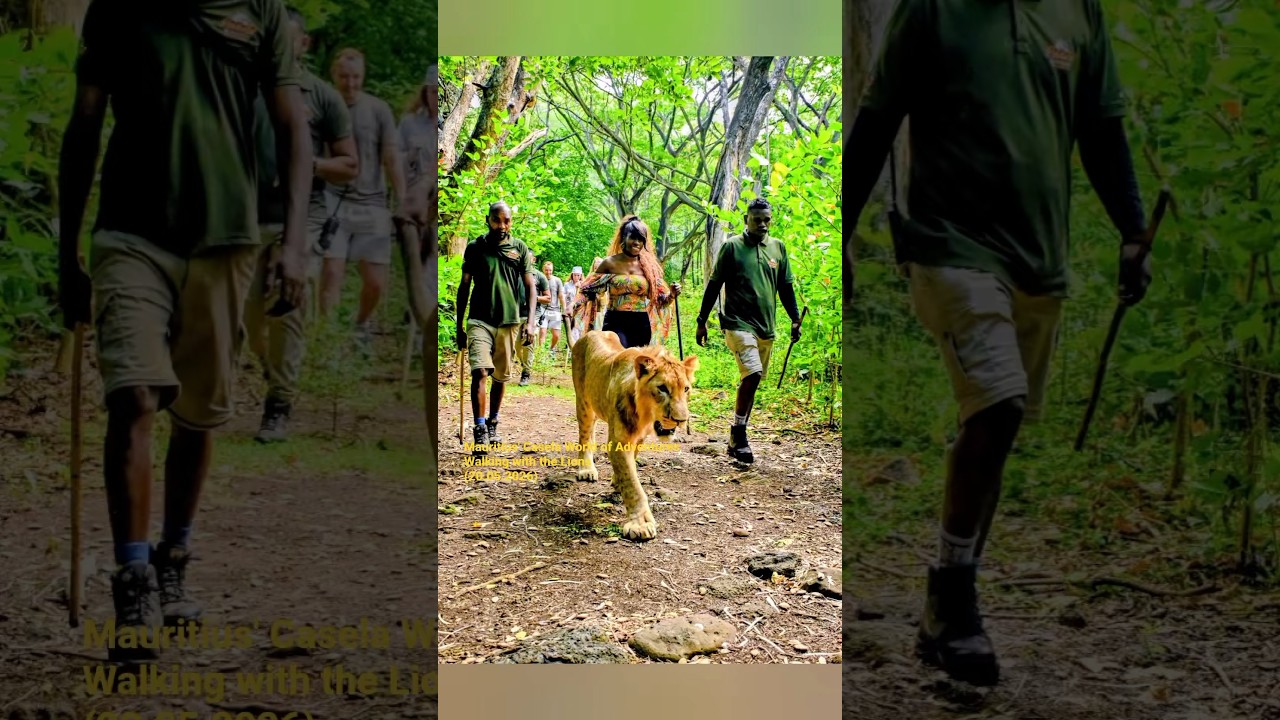 "The Lion Sleeps Tonight" The Tokens | Walking with the Lions Casela World of Adventures (20/05/2026