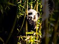 Pandas: ¡Comen Bambú Tóxico! 🐼